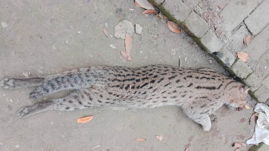 মেছোবাঘ হত্যা