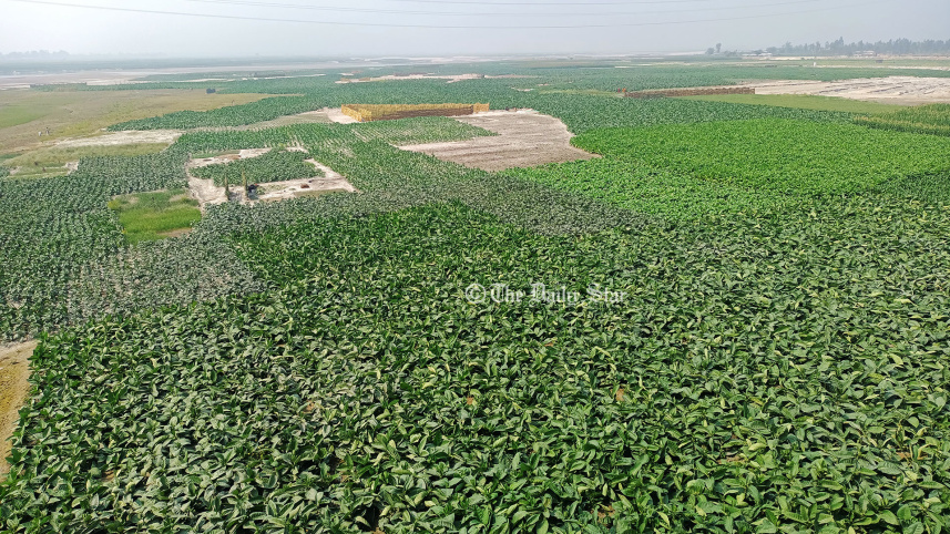 তিস্তার চর