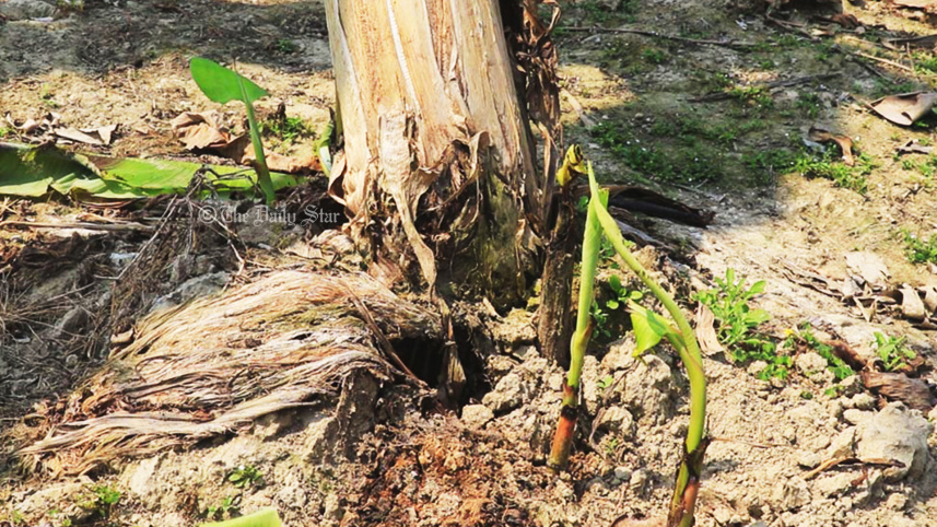 পাবনায় কলাচাষ ব্যাহত