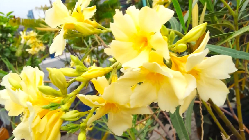 হলুদ করবী.jpeg