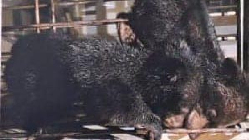 ভাল্লুক