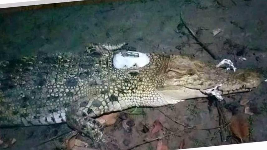 pirojpur_crocodile_-_7.jpg