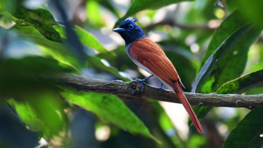 asian_paradise_flycatcher.jpg