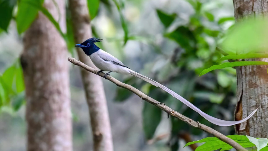 asian_paradise_flycatcher_2.jpg