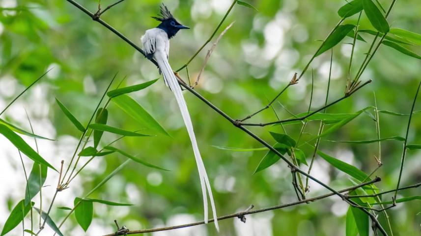 asian_paradise_flycatcher_4.jpg