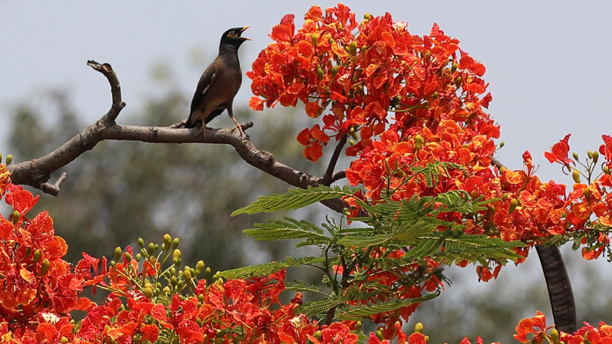 সেই এপ্রিলের শুরু থেকে দেশজুড়ে টানা তাপপ্রবাহের ভেতর দিনের বেলায় এমনিতেই আকাশ থেকে আগুনের গুঁড়ো ঝরে পড়ার বোধ হচ্ছে। 