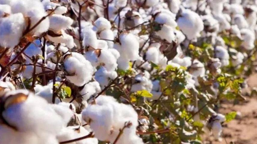 cotton cultivation.jpg