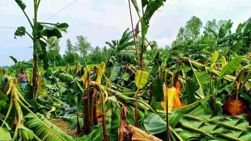 যশোর ফসল