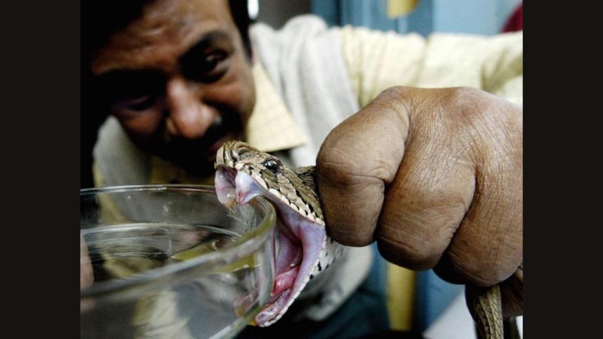 snake_venom_is_extracted_from_a_russells_viper_to_make_snake_venom._deshakalyan_chowdhuryafpgetty_images.jpg
