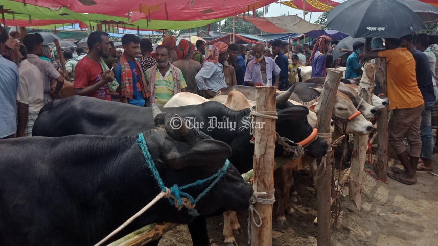 পাবনা গরুর হাট