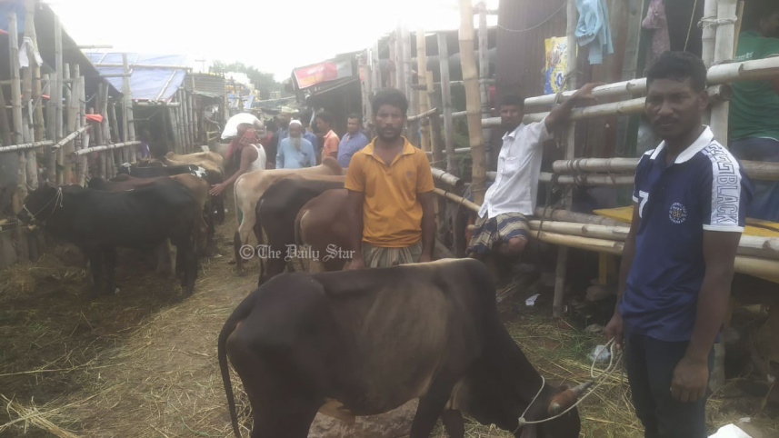 কোরবানির পশু