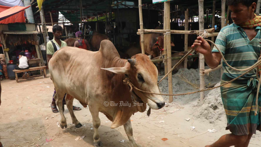কোরবানির পশু