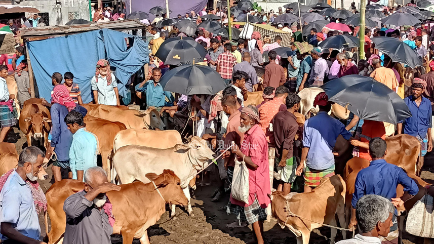 গরুর হাট