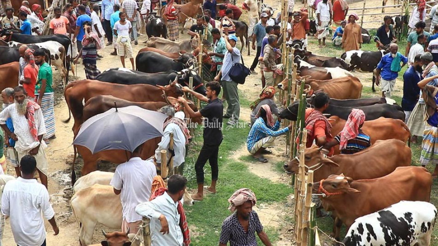 পাবনা গরু