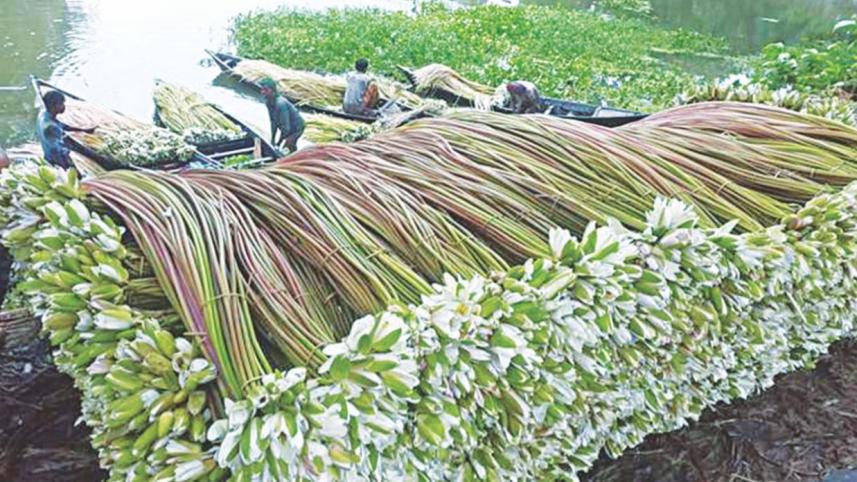 শাপলা ডাঁটা রেসিপি