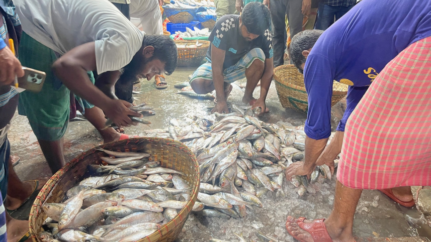 চাঁদপুর ইলিশ