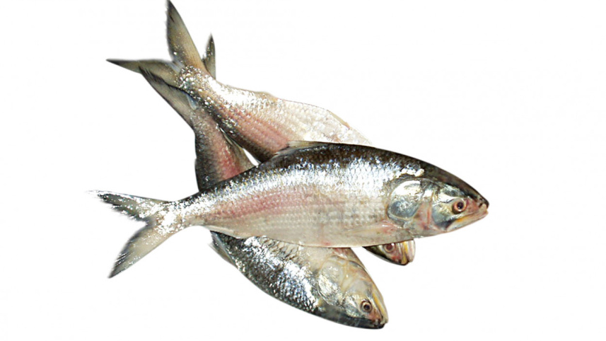 ilish-2.jpg