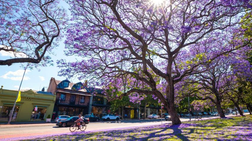 অস্ট্রেলিয়ার বেগুনি বসন্ত