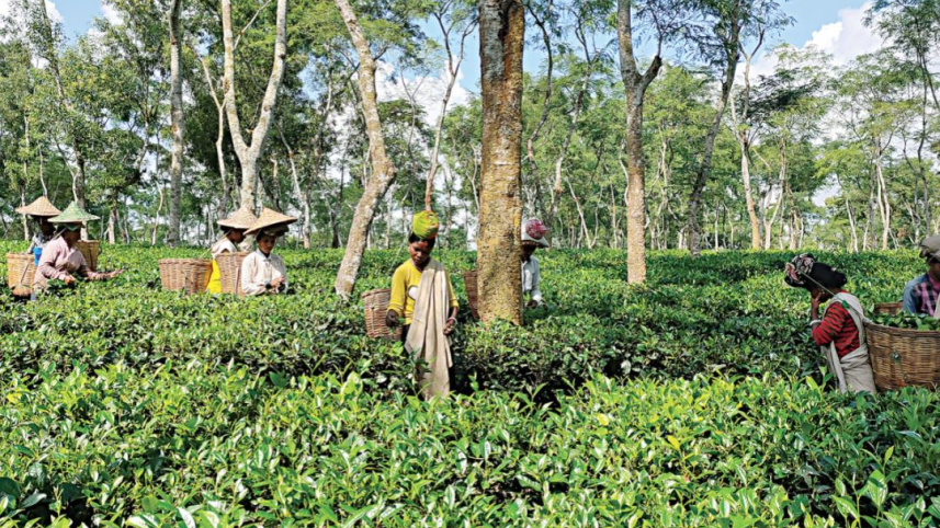 tea production.jpg