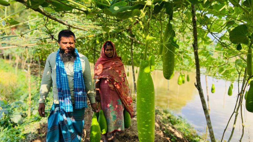 মরজিনার লাউ 