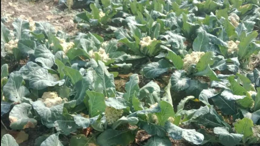 cauliflower_meherpur_3jan24.jpg