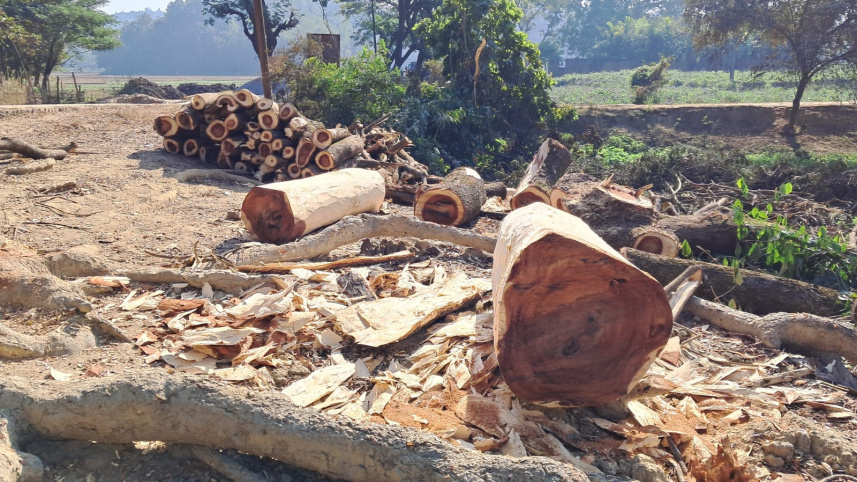 রাস্তার পাশে পড়ে থাকা গাছ ও গুড়ি। ছবি: মংসিংহাই মারমা/স্টার