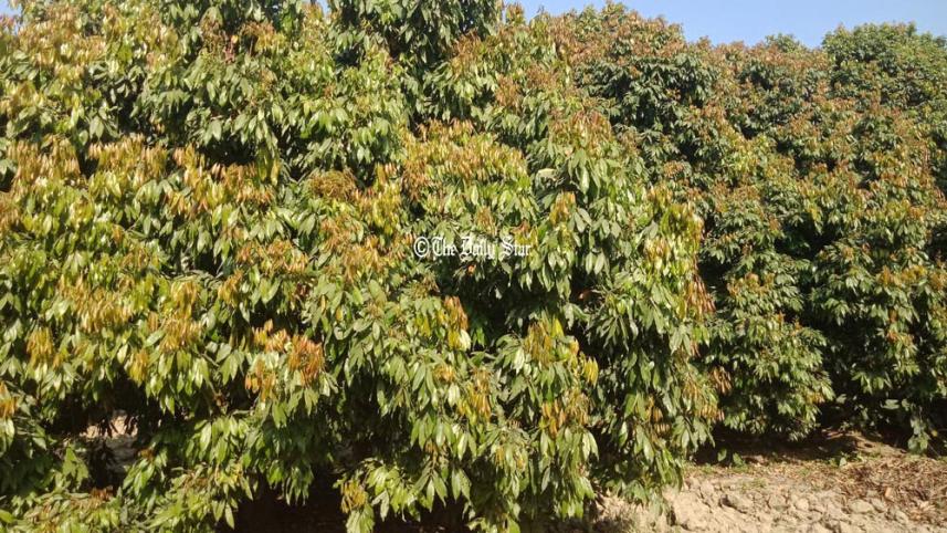 pabna_litchi_photo-10.jpg