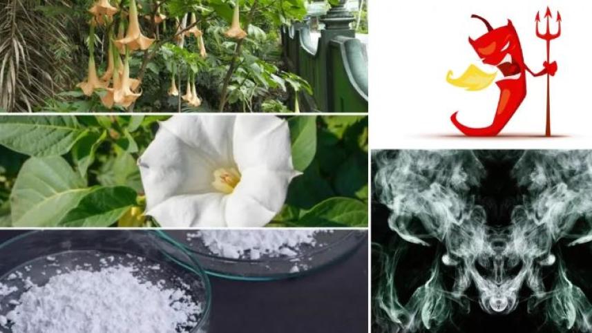 ডেভিলস ব্রেথ বা শয়তানের নিঃশ্বাস