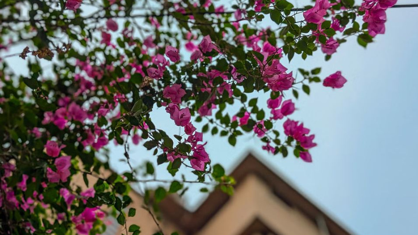 বাগানবিলাস