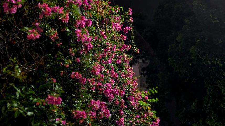 বাগানবিলাস