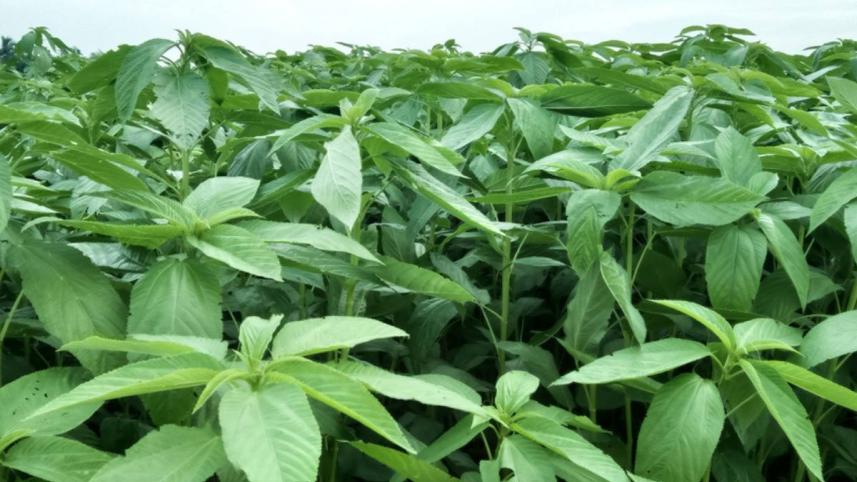 পাটশাকের উপকারিতা