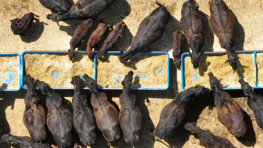 এই চুক্তির ফলে যুক্তরাষ্ট্রে মার্কিন গরুর মাংস রপ্তানি অনেকগুণ বৃদ্ধি পাবে বলে দাবি করেছেন দেশটির কৃষিমন্ত্রী। ফাইল ছবি: এএফপি