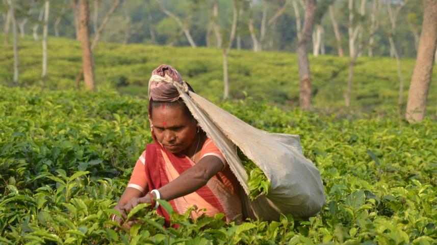 চা শ্রমিক