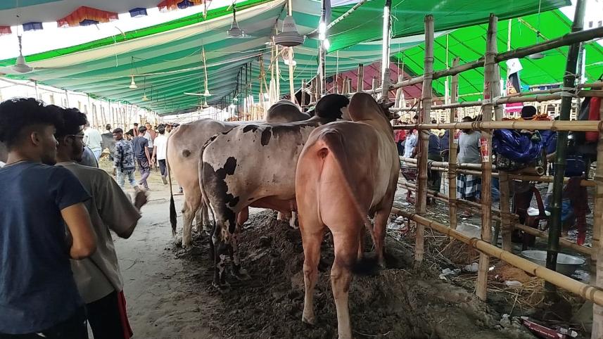 এবার গরুর হাটে বড় গরুর চাহিদা কম। ছবি: শাহীন মোল্লা/স্টার