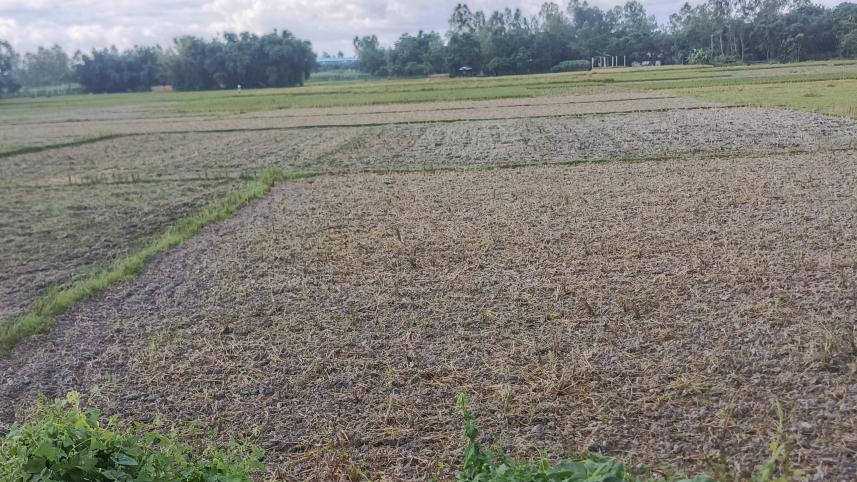 লালমনিরহাট 