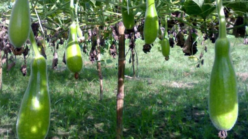 gourd.jpg