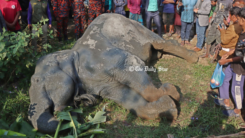 sylhet_elephant_19jan26.jpg