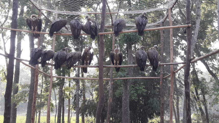 Dinajpur Birganj Sokun Photo-03.jpg