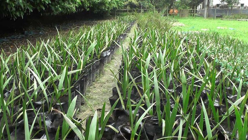 Gazipur Dates firm Nursery  7.jpg