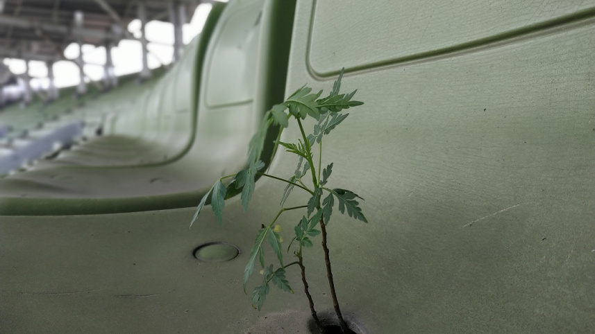 Long absence of cricket1