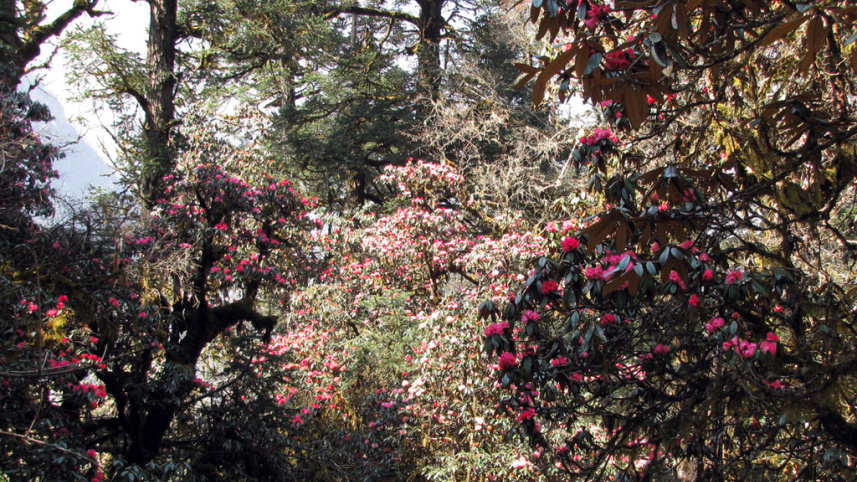 Manaslu-Circuit_Rhododendron_Forest.jpg