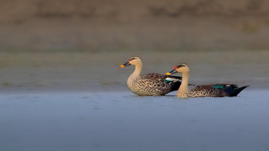 mete duck.jpg