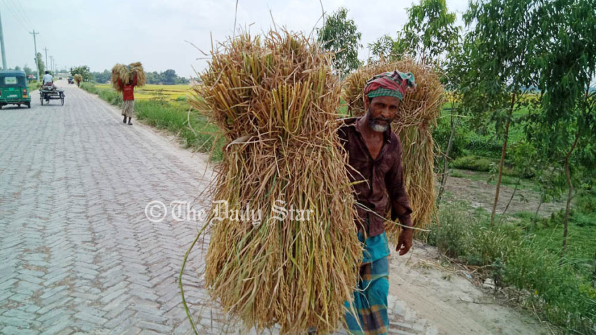 Pabna Photo (Chalanbeel harvesting)-1.jpg