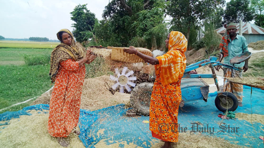 Pabna Photo (Chalanbeel harvesting)-4.jpg