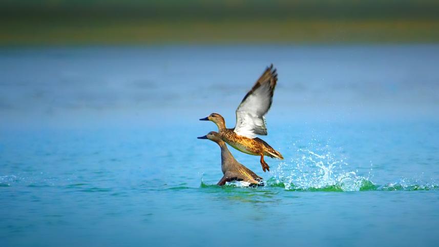 piyong duck.jpg