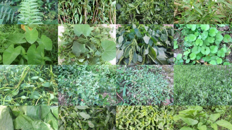 চৈত্র সংক্রান্তি