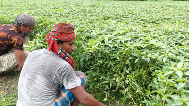 ম্যাড়া শাক চাষে ব্যস্ত কুড়িগ্রামের কৃষক। ছবি: স্টার