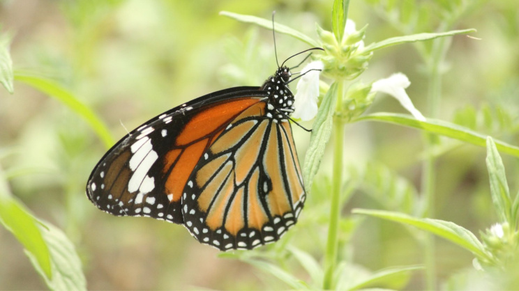স্ট্রাইপ টাইগার। ছবি: সমীর সাহা