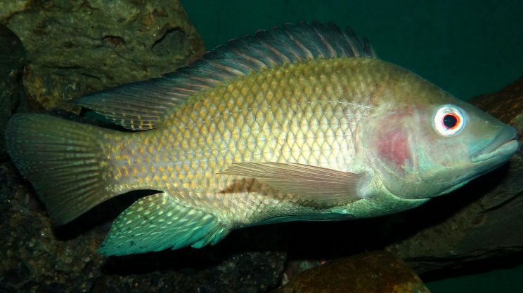 tilapia