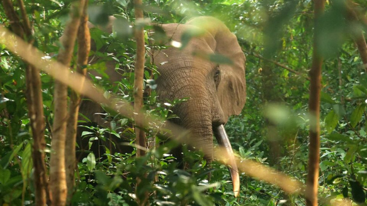  Name elephant